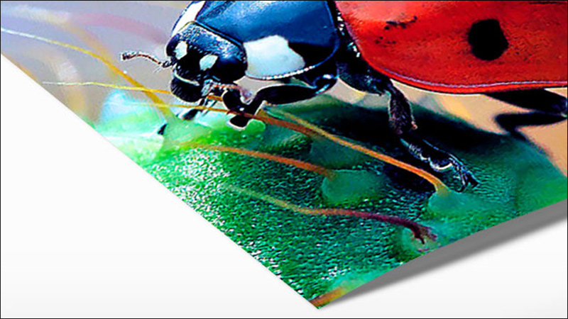 oil paintings